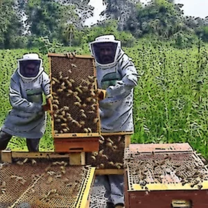 Artistic representation for Bees At Work at Indo - Bangladesh Border : BSF Trains Men In Beekeeping To Avert Intrusion Bids