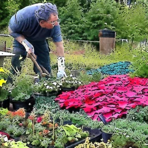 Artistic representation for Canada : Guerrilla gardeners unafraid to break law to fight climate , affordability crises City Farmer News