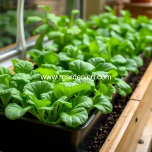 Artistic representation for Winter indoor vegetable gardening: cultivate easy greens without a garden!