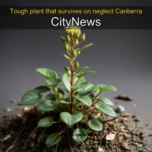 Artistic representation for Tough plant that survives on neglect Canberra CityNews