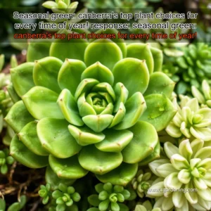 Artistic representation for Seasonal green: canberra's top plant choices for every time of year! response: seasonal green: canberra's top plant choices for every time of year!