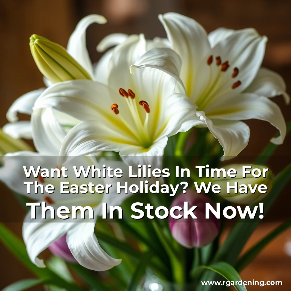 Want White Lilies In Time For The Easter Holiday? We Have Them In Stock Now!