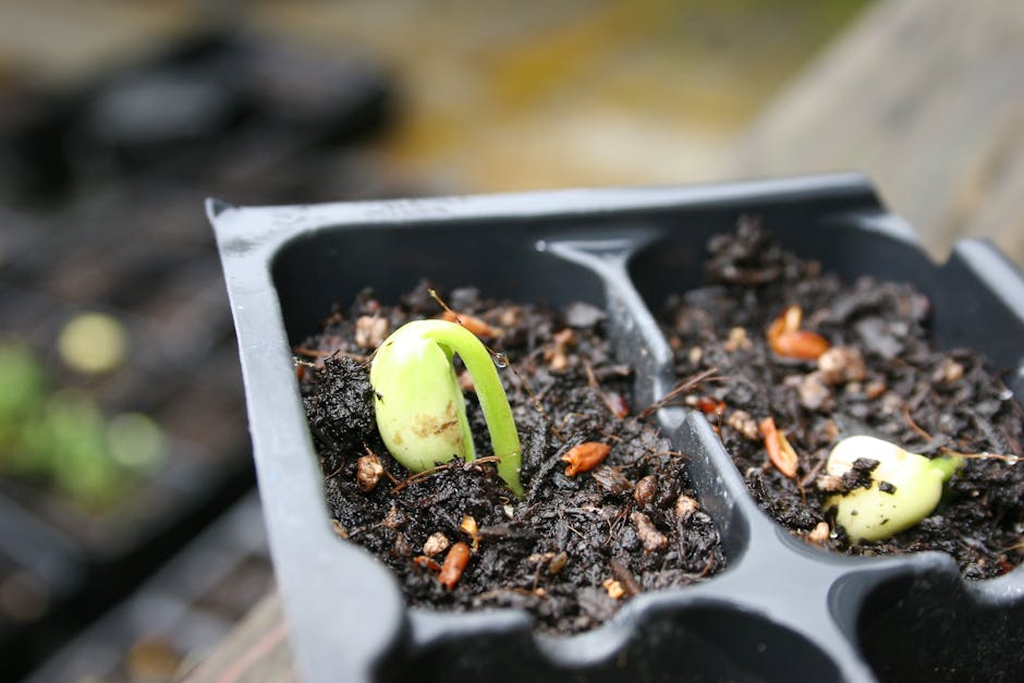 The Hidden Connections Between Seed Starting Indoors and Success