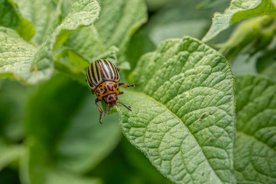 Why More People Are Embracing Organic Pest Management